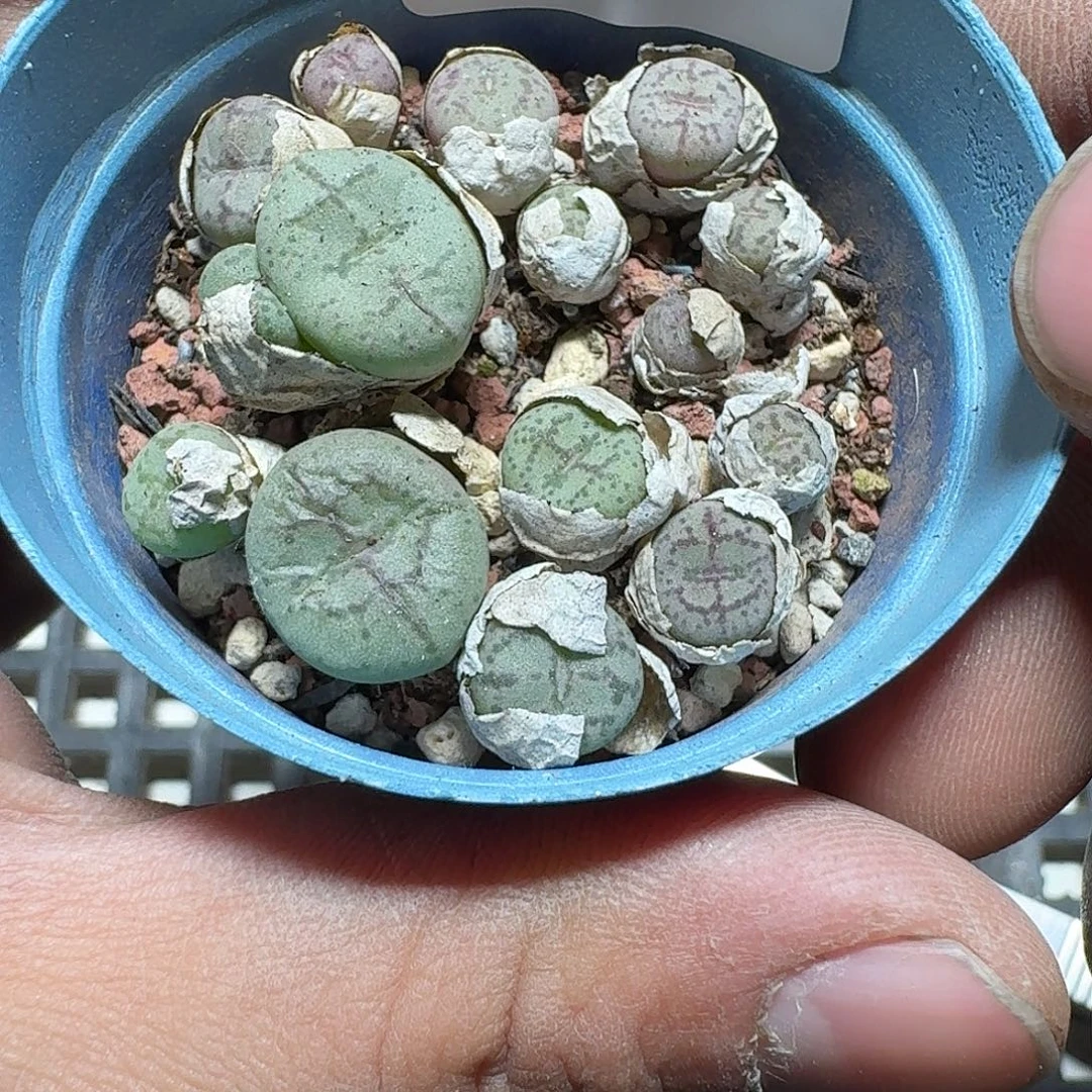 255 多肉植物多肉植物