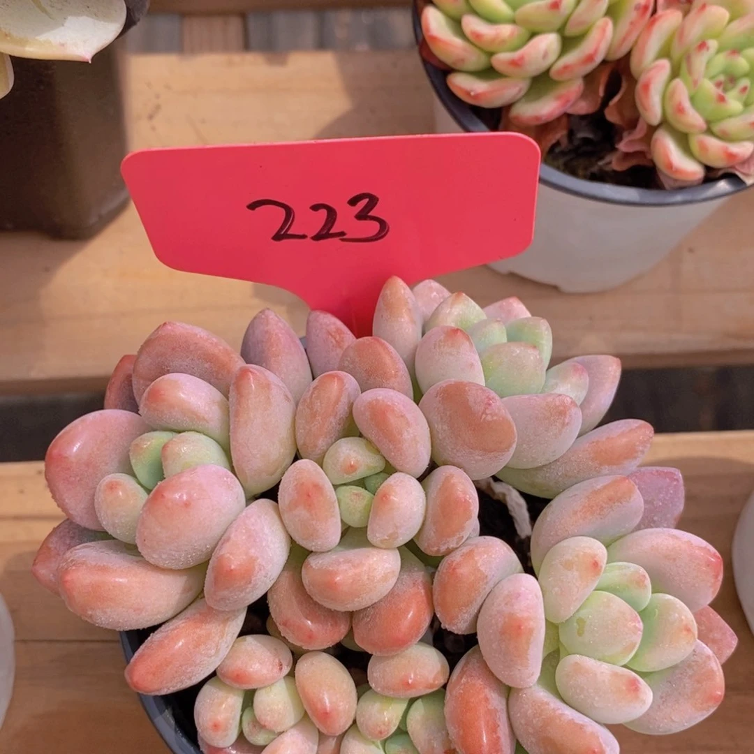 多肉植物，一物一拍，3单包邮