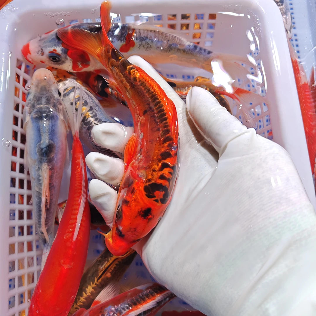 超大尺寸 18条 【血统锦鲤混搭】 水族活体冷水观赏鱼