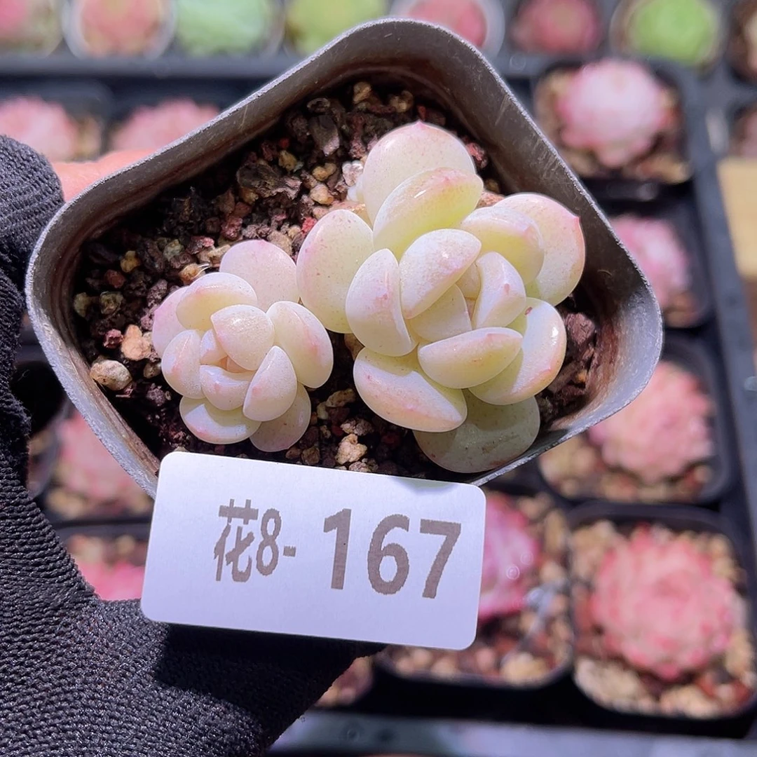 花08-167冰玉双头