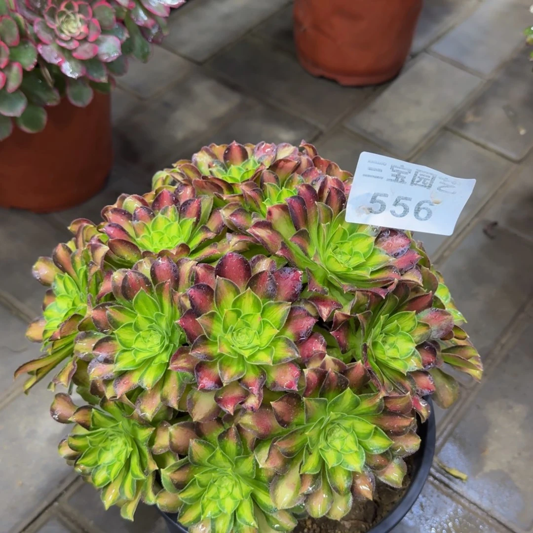 多肉植物556韶华