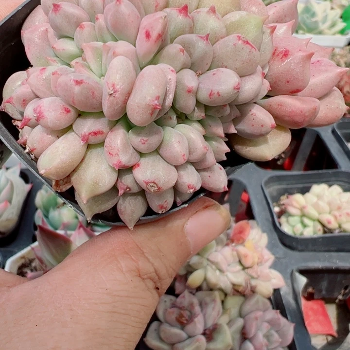 肉*迷璀璨缀多肉植物34