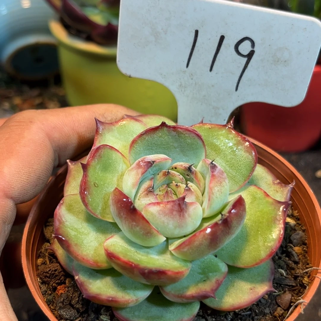 惊鸿石化仙子多肉植物119