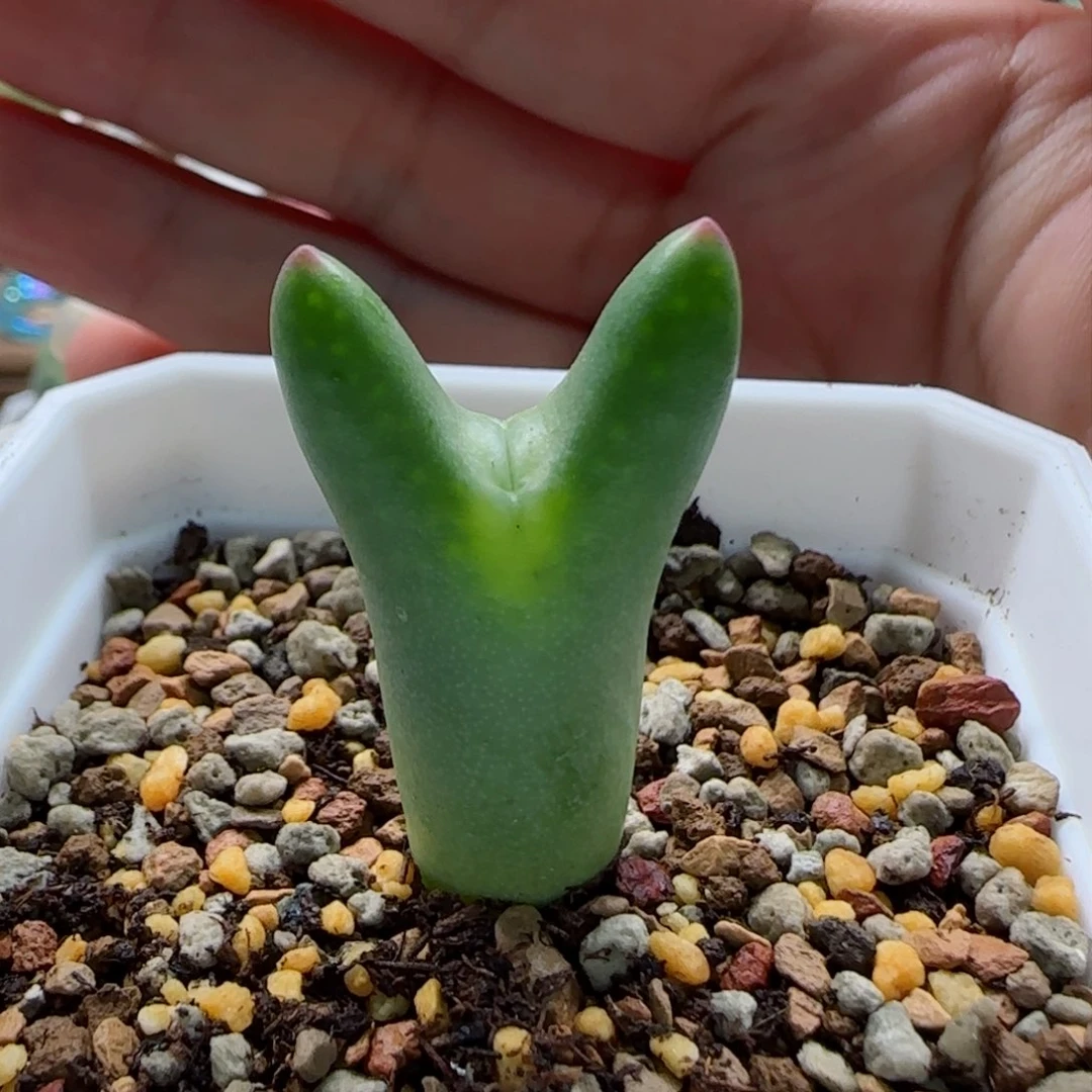 1-19-6-6当天满58包邮皮卡丘多肉脱土