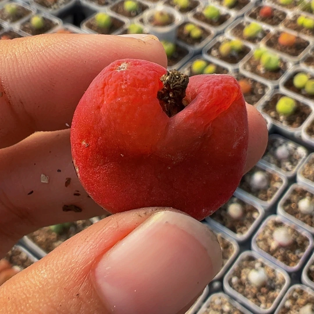 s***集115多肉植物种类多样