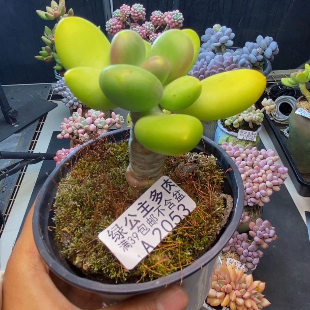 053芒果奶多肉5c m