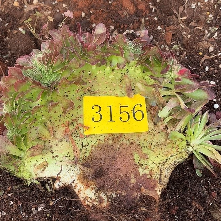 多肉植物海王缀3156