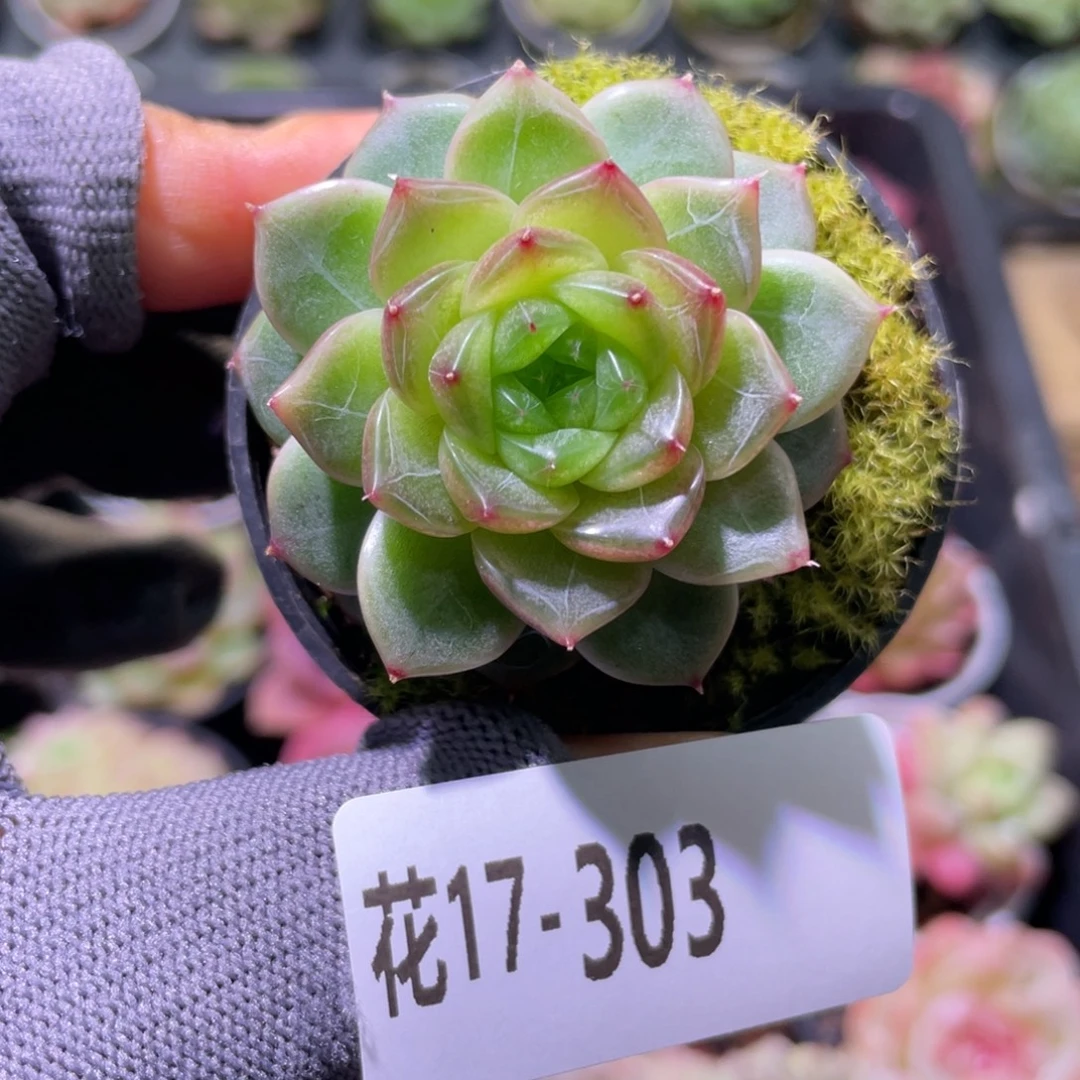 花利美17-303碧玺莲心