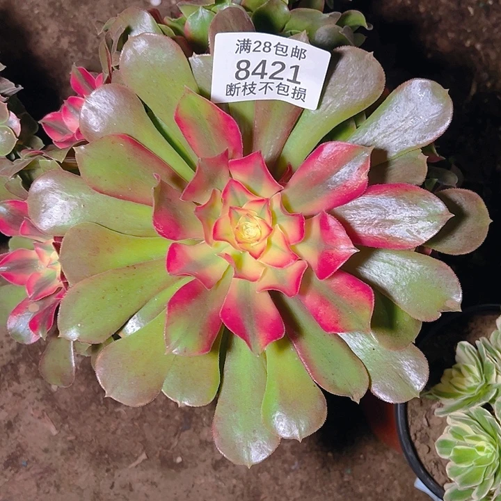 8421香妃多肉植物