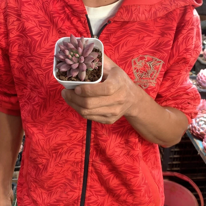 单头虞美人9.9一颗 两单包邮