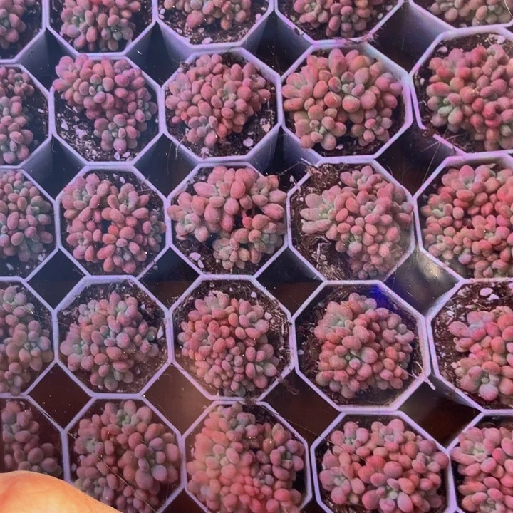 鱼子酱2颗  满9.99包邮不满9.99发叶子）