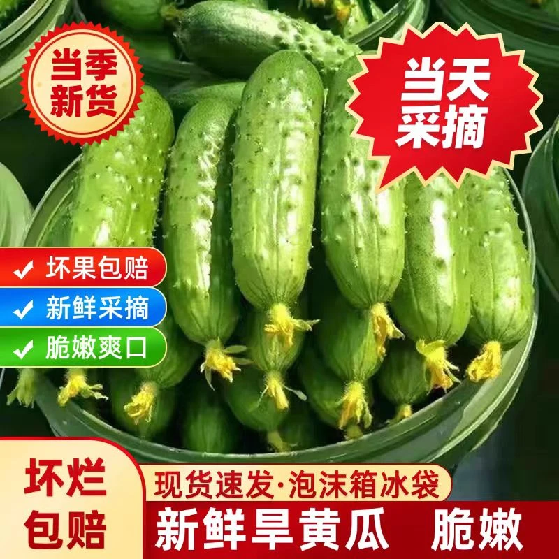 山东寿光新鲜蔬菜黄瓜黄瓜旱黄瓜新鲜小黄瓜产地直发现摘现发千禧