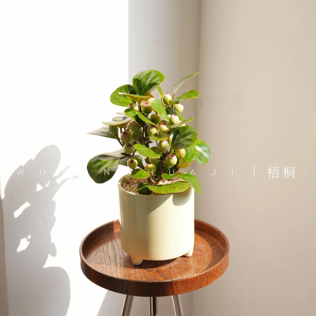 小盼菩提盆栽室内桌面绿植带果发货
