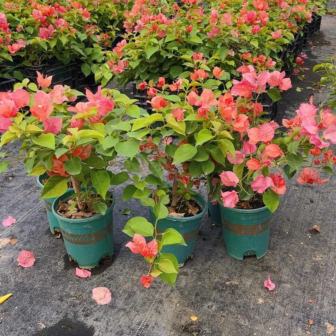 当前无花栽培后可以开花不甜西瓜中一棵