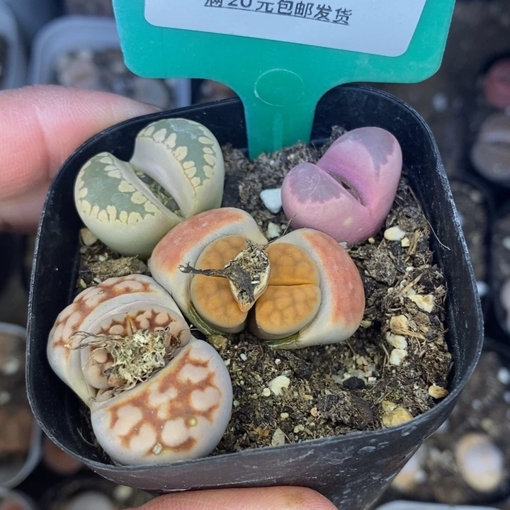 起***户266哥广告歌