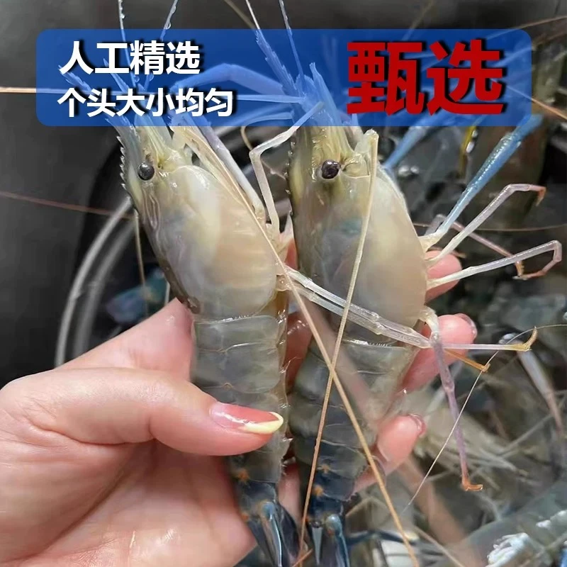 罗氏沼虾速冻硬壳罗氏虾鲜活罗氏沼虾大头虾淡水虾大虾新鲜特大