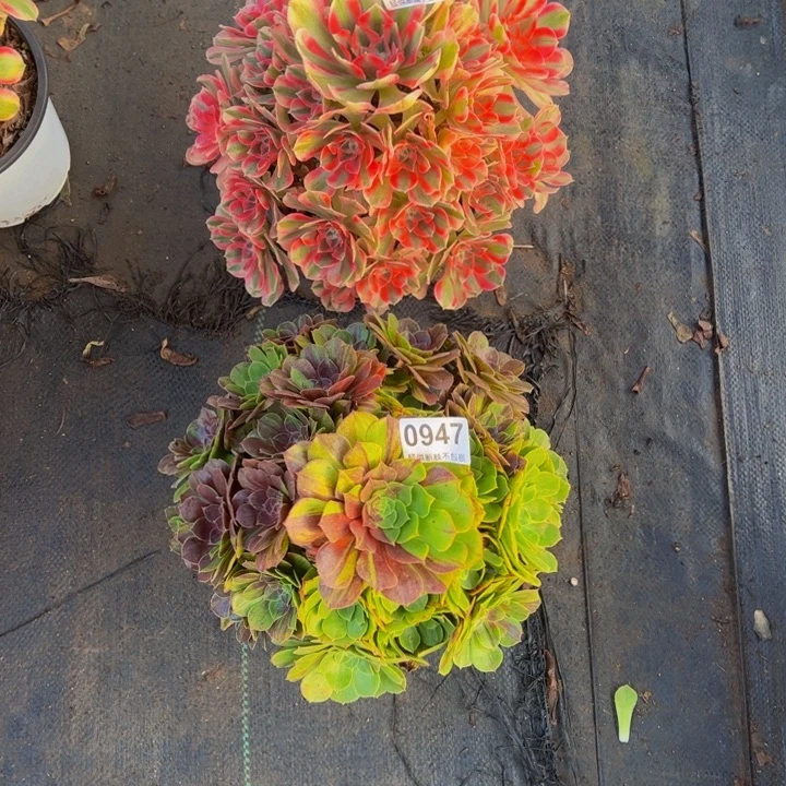 余***好粉女巫，花月夜0947.094666