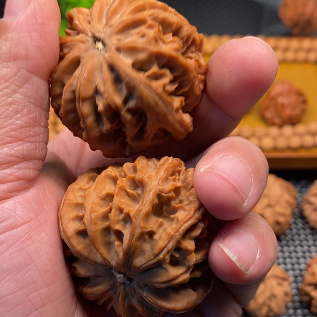 秦岭森林中出现许多鸟类