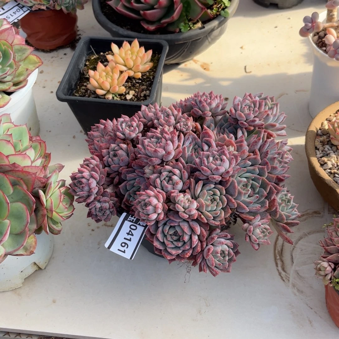 霜花多肉植物04161