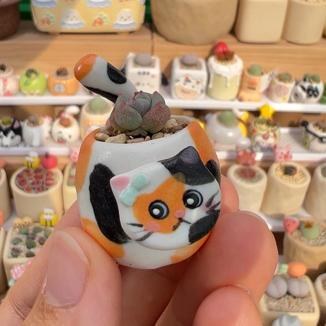 多肉植物31号拇指盆