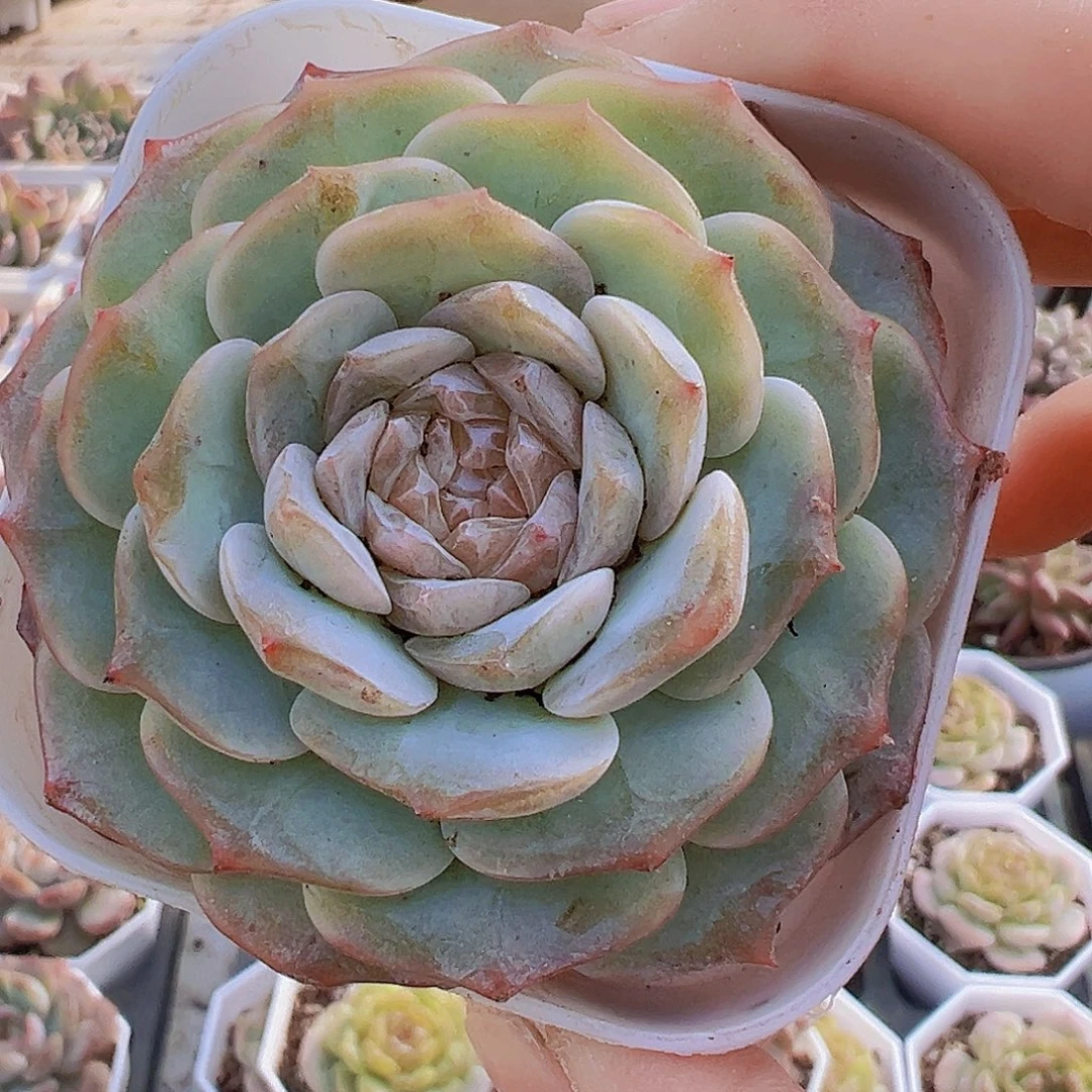 大单头粉恋19包邮