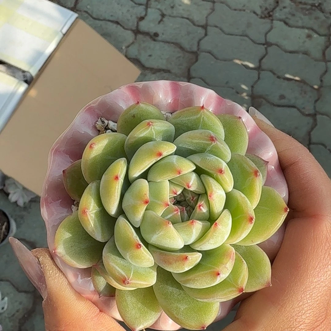 雪花珍妮多肉以后