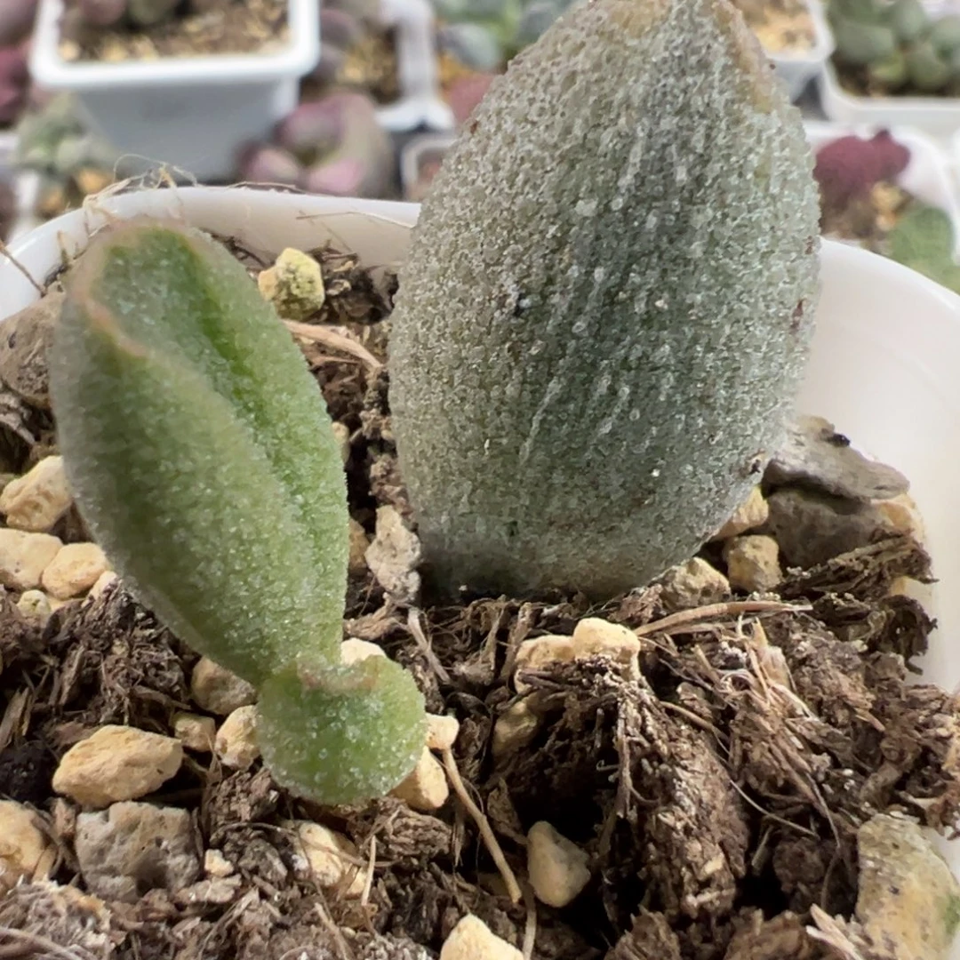 冰晶哈密瓜大苗多肉植物水泡