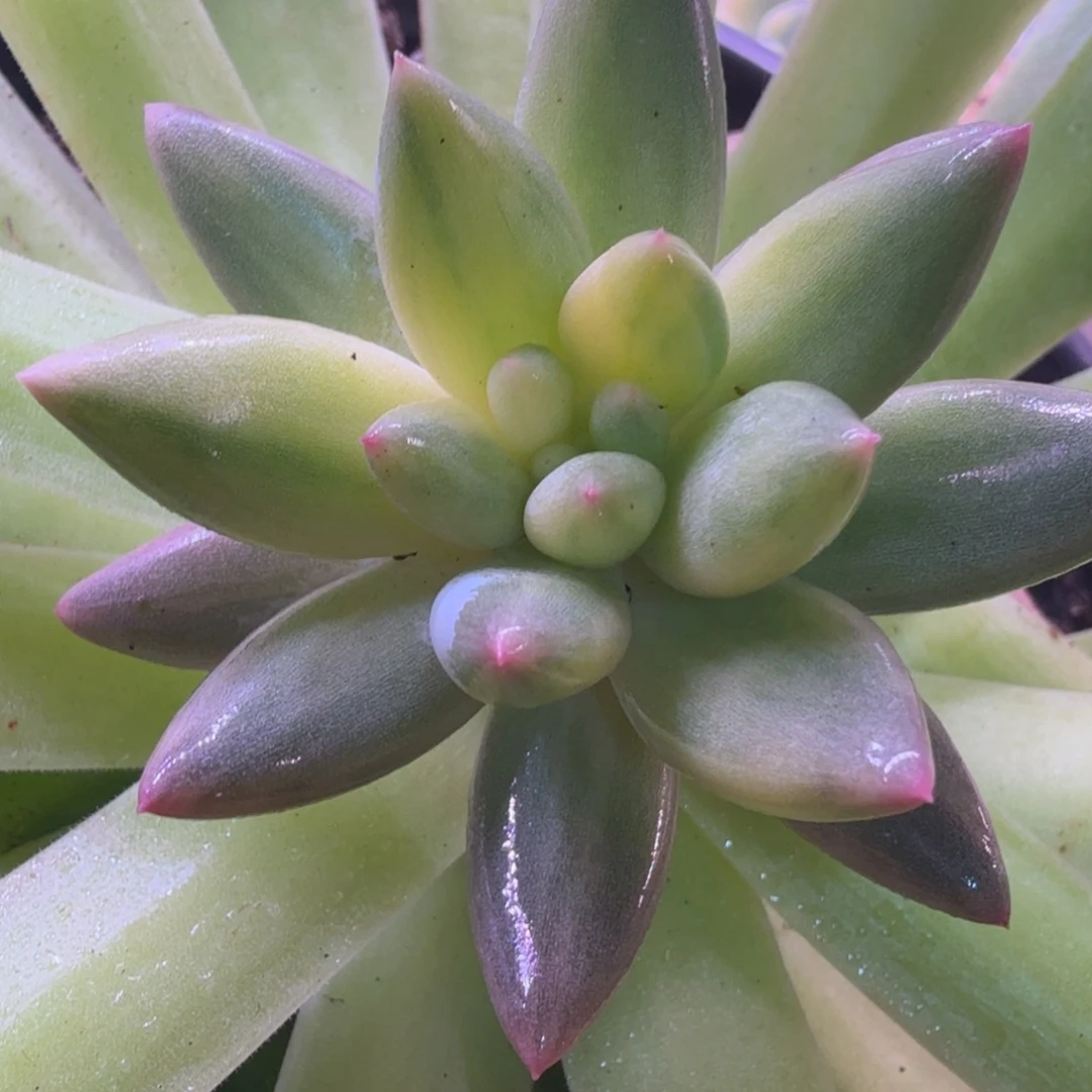 美人杂拉丝 多肉植物