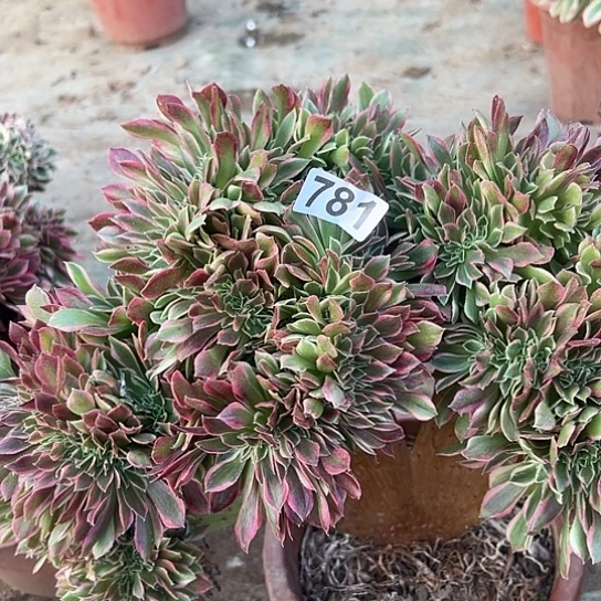 十***画多肉植物一个女神781