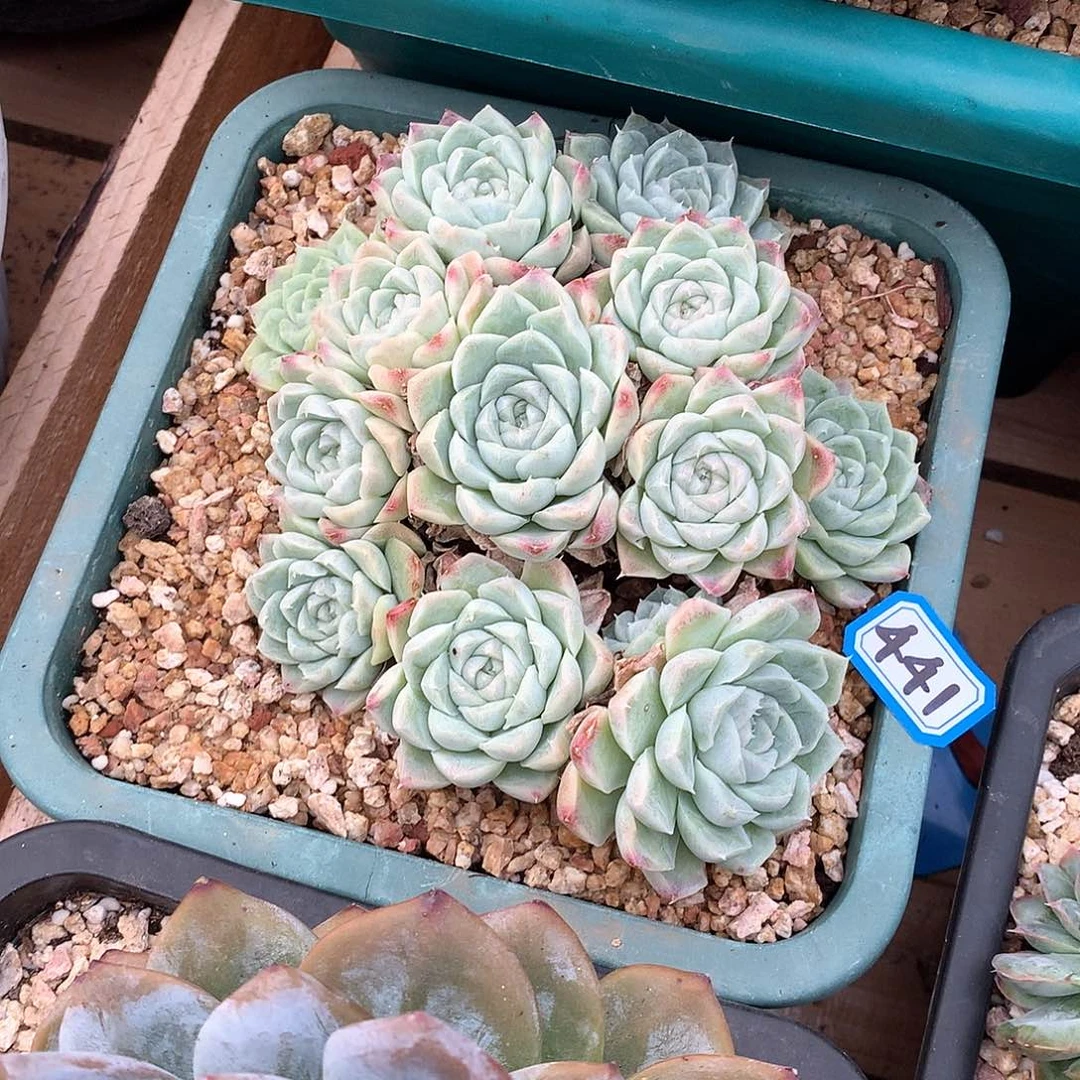 441白月影 一物一拍多肉