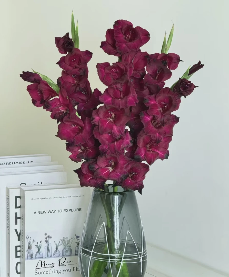 【源头一手价】 黑海剑兰5支/10支  节节高花期长  云南基地鲜花