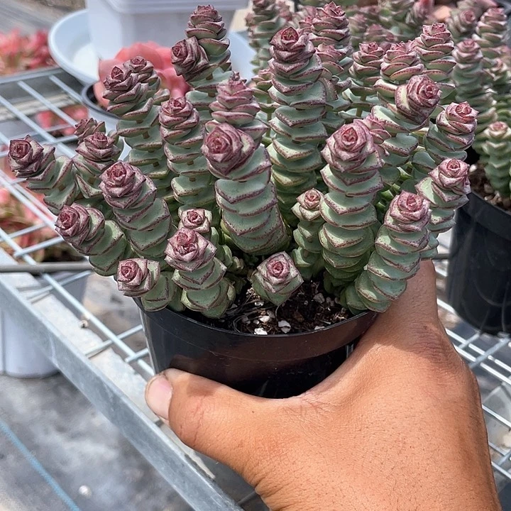 整群牡丹钱串带盆发货