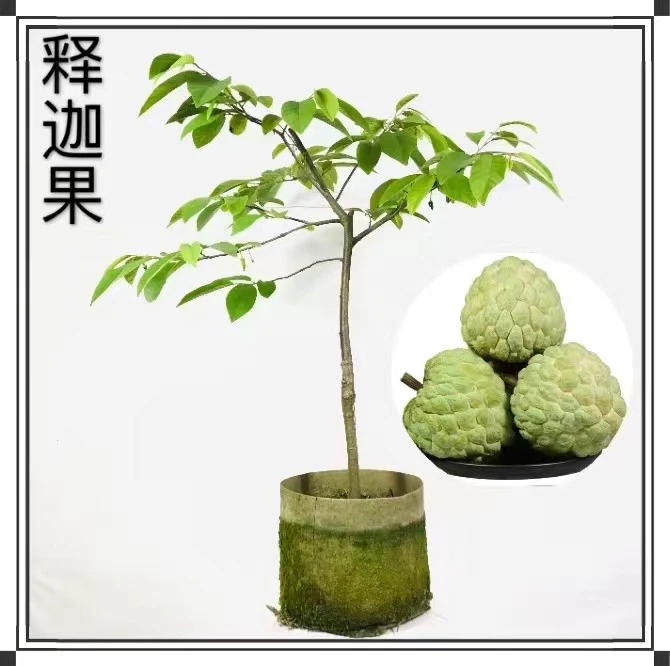 释迦果苗树嫁接台湾凤梨释迦南方牛奶释迦番荔枝释迦摩尼果苗庭院