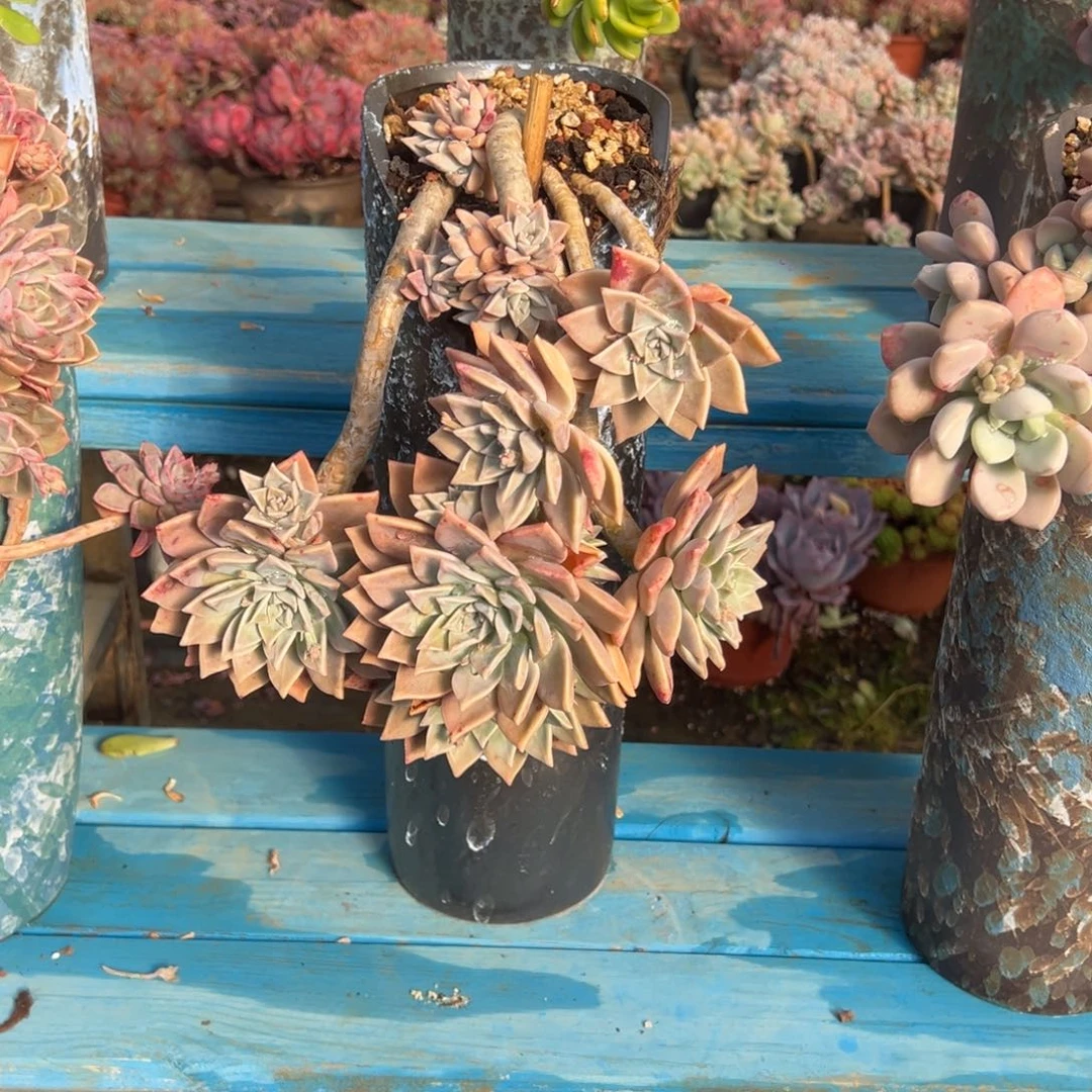 精品冰月悬崖 裸根