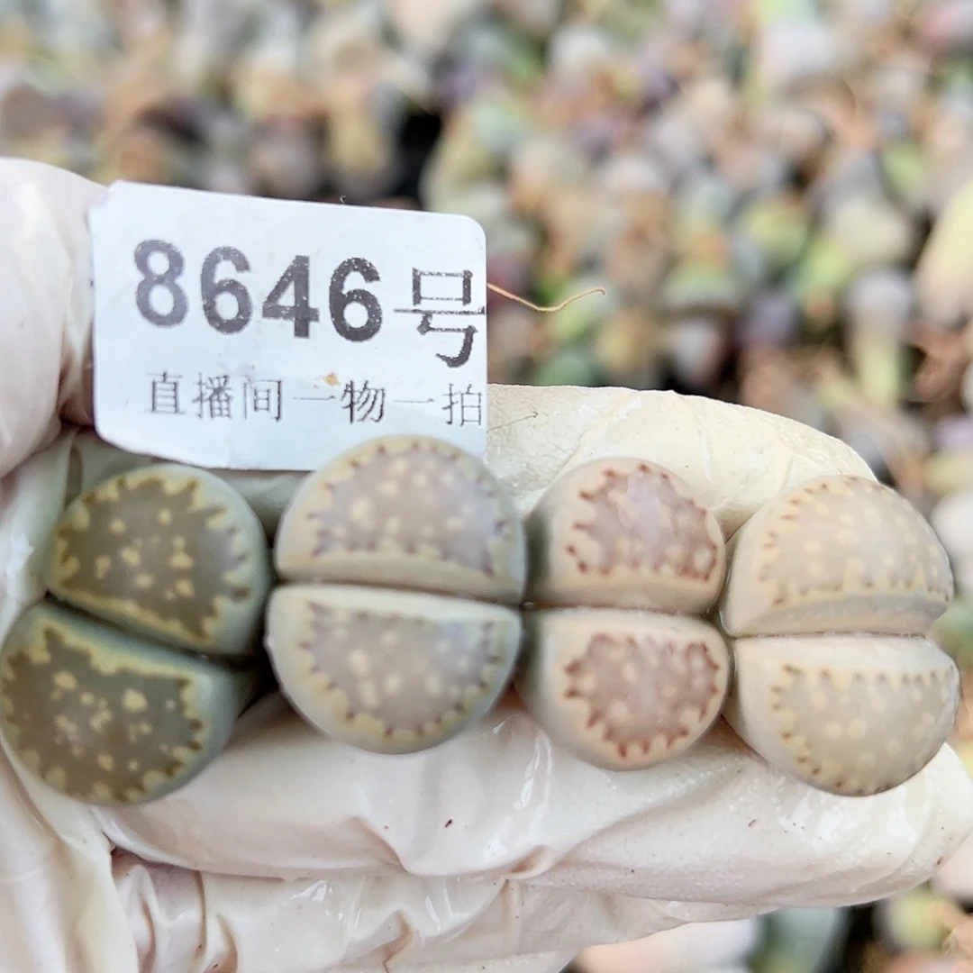 8646四年大饼干4个2cm左右特价处理