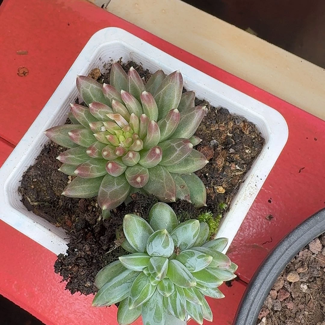 毛***官豆麻麻美肉两颗寄养