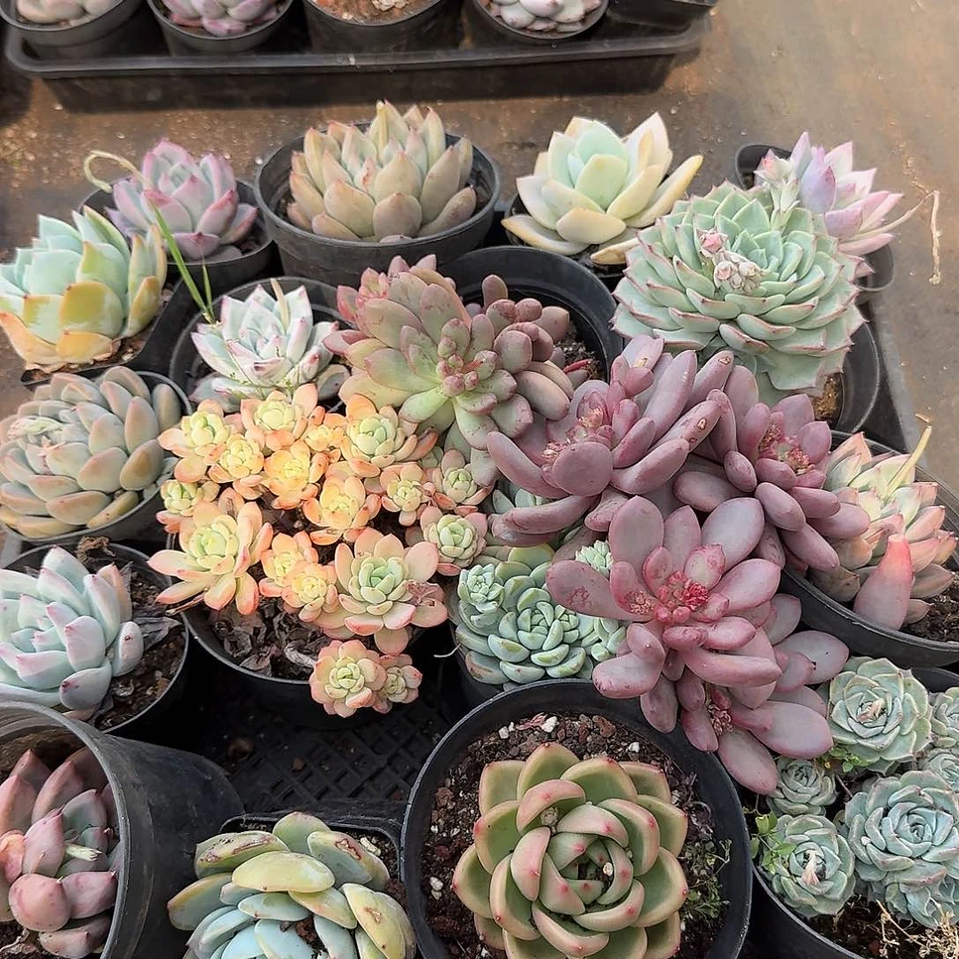 十五颗多肉保底179脱土发货量拍