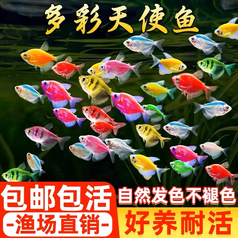 热带小型家用观赏天使鱼糖果色淡水鱼苗好养耐活群游鱼