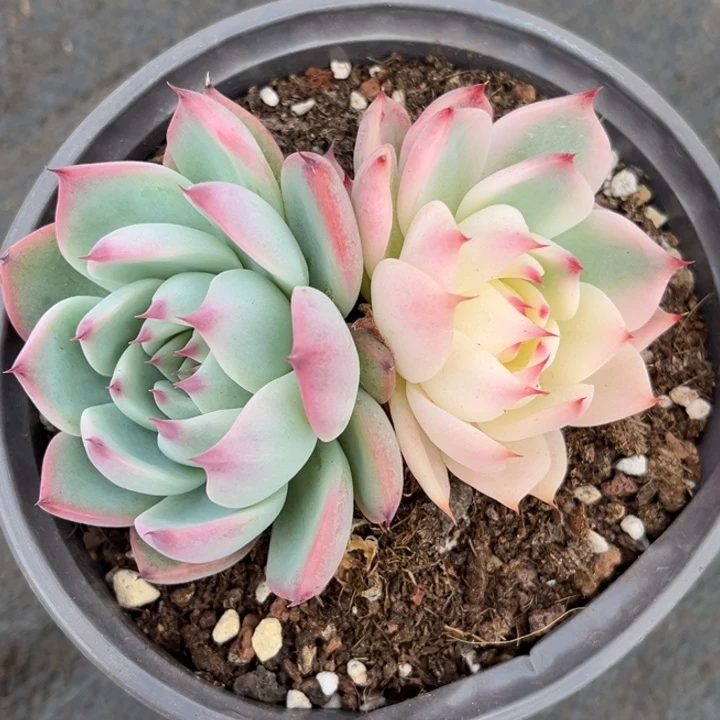 吉娃娃锦一颗价格