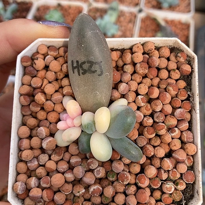 红手指锦多肉植物