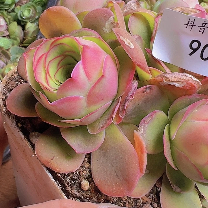 山地玫瑰多肉植物90