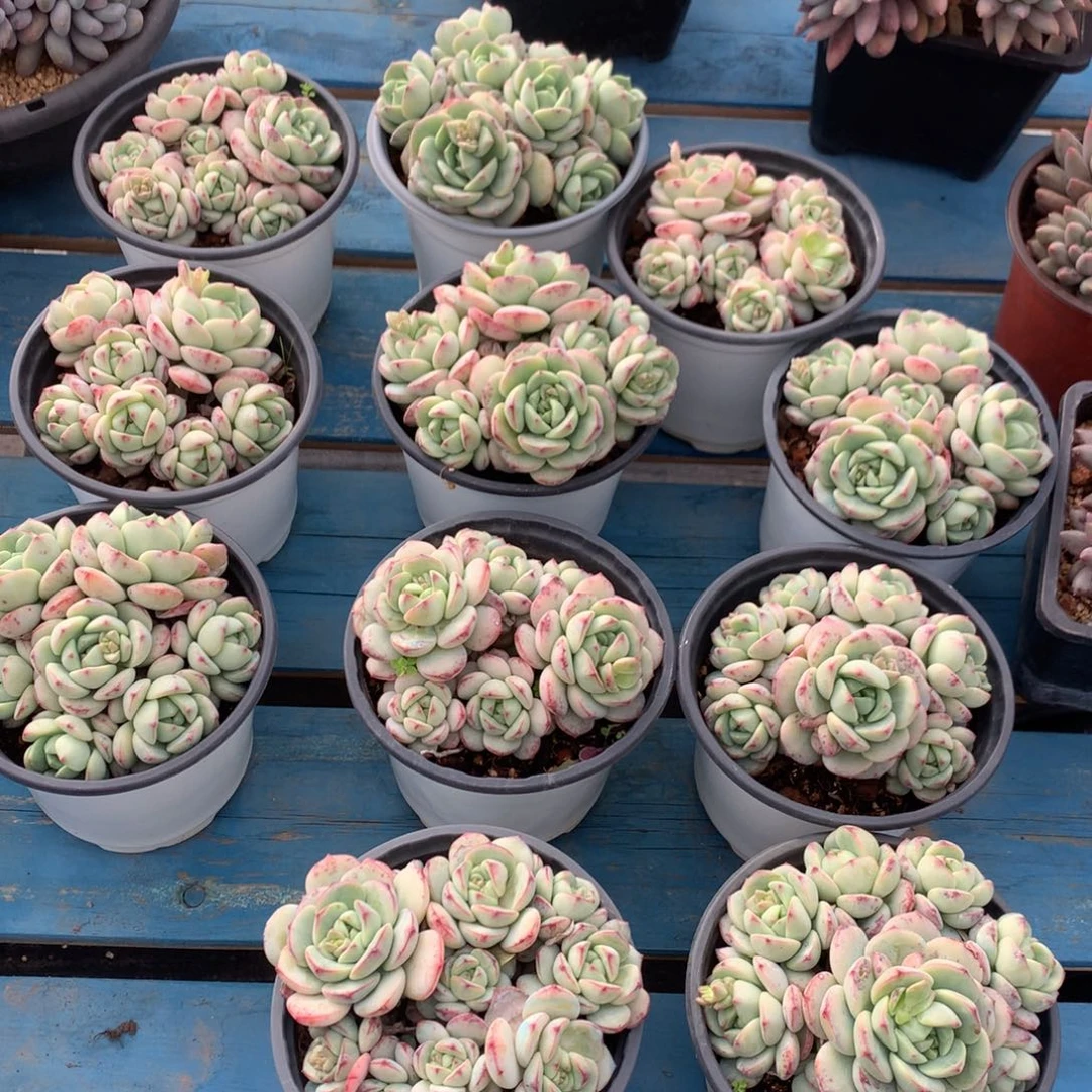 香草矮桩平头随机发