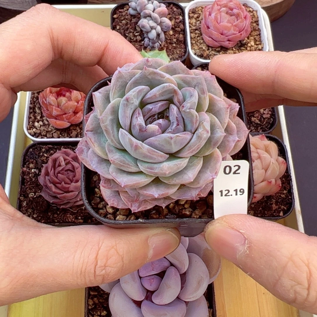 好好看02、哈哈哈哈