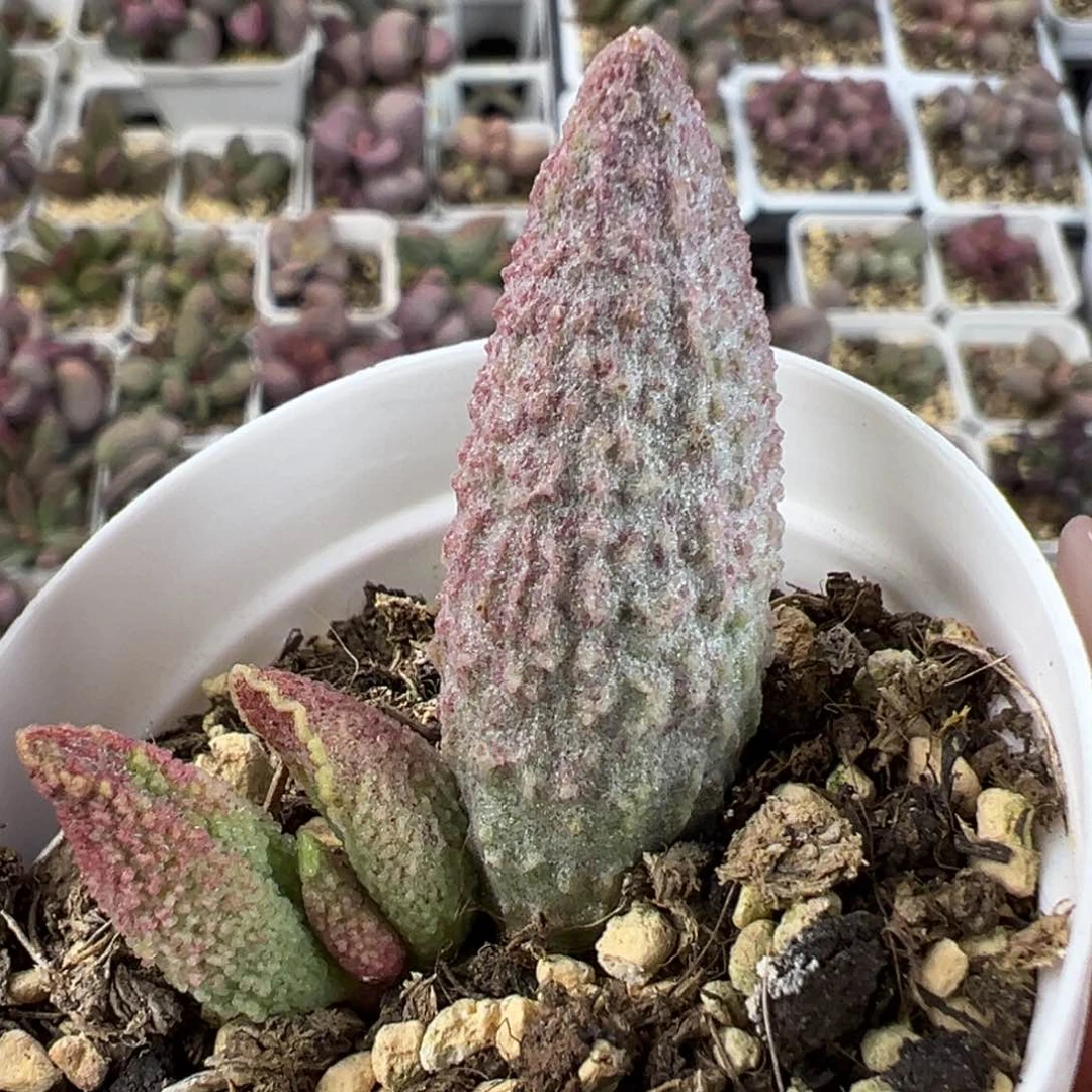 实生底叶苗纹路款多肉植物水泡