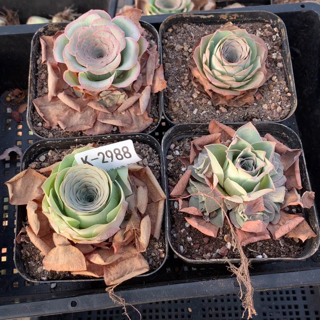 2988干瘪状态会掉侧芽