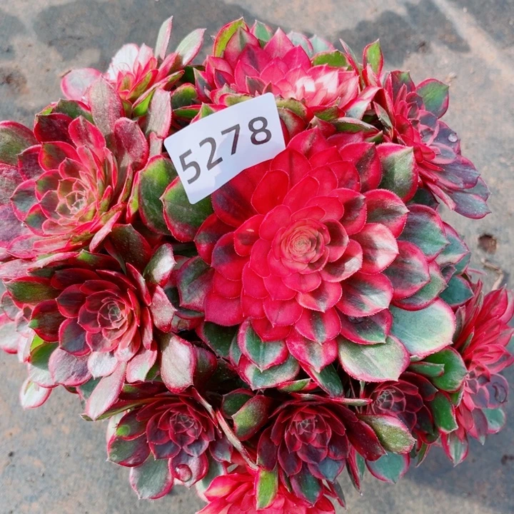 新品黑魔锦特价多肉