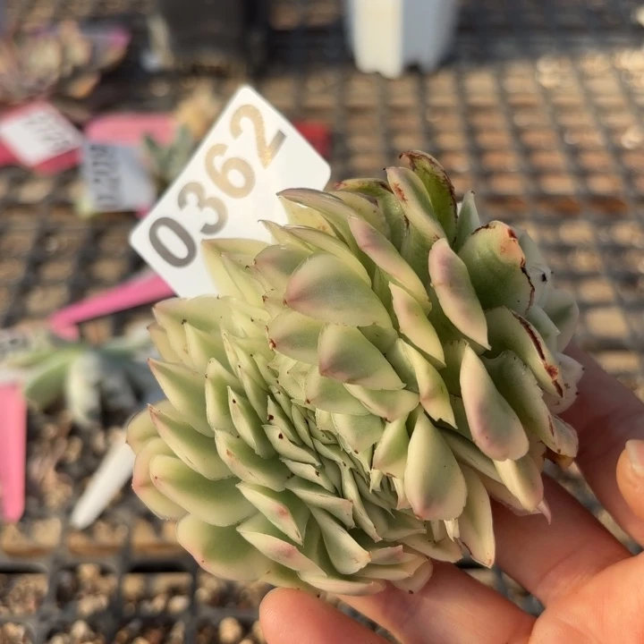 多肉植物头盖锦满18包邮当场凑单