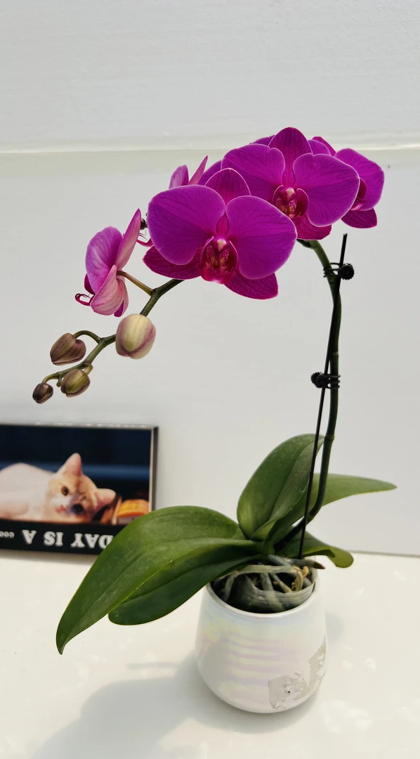 蝴蝶兰【福星】鲜花盆栽室内观赏花花佛山基地直发好养易活