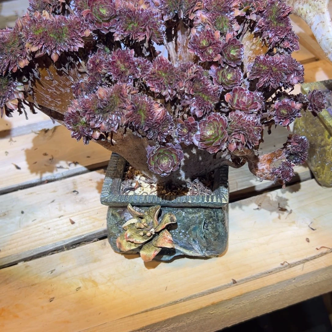 金刚缀化老桩厚板