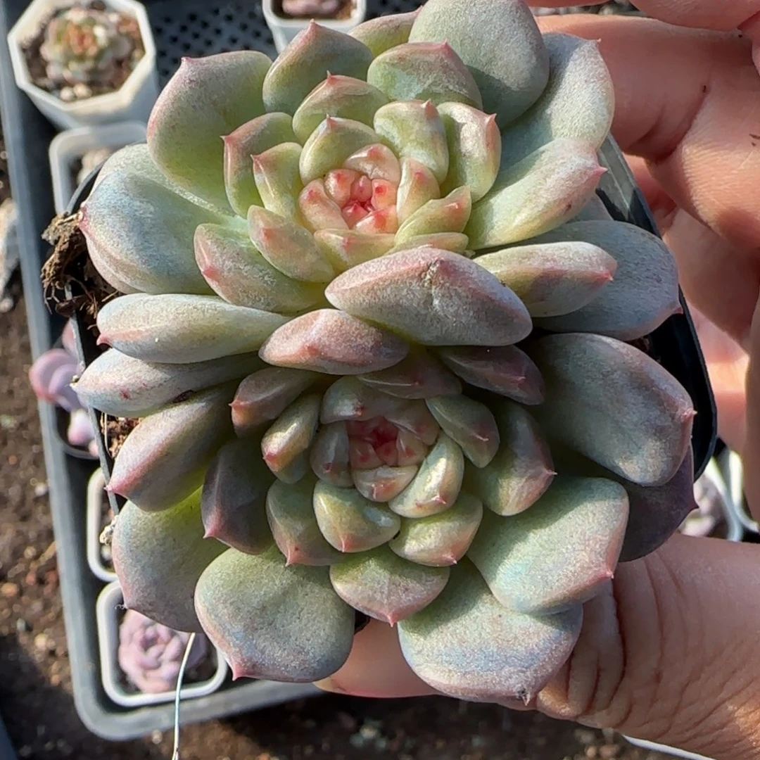 小卡拉米糖心一物一拍